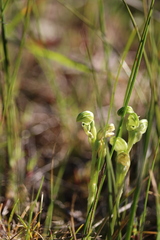 Pterostylis cycnocephala