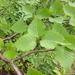 Betula ermanii - Photo (c) Krylenko VV, algunos derechos reservados (CC BY-NC), subido por Krylenko VV
