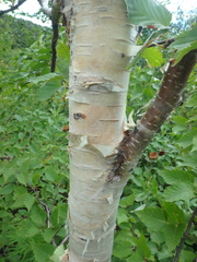 Betula ermanii