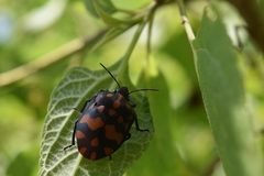 Pachycoris klugii