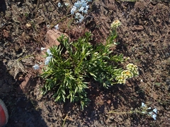 Heliotropium