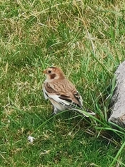 Plectrophenax nivalis