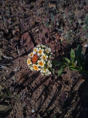 Heliotropium