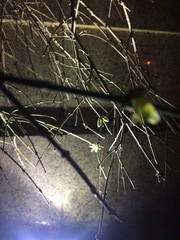 Jasminum nudiflorum