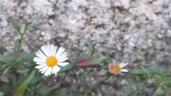 Erigeron karvinskianus