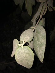 Viburnum macrocephalum