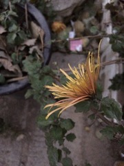 Chrysanthemum morifolium