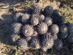 Copiapoa coquimbana