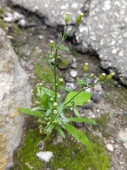 Erigeron canadensis