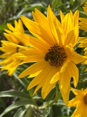 Eumelissodes