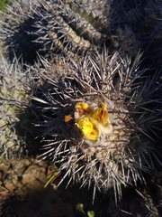 Copiapoa coquimbana