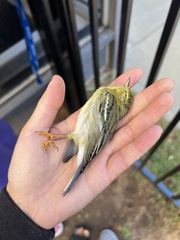 Setophaga striata
