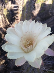 Trichocereus deserticola