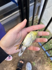 Setophaga striata