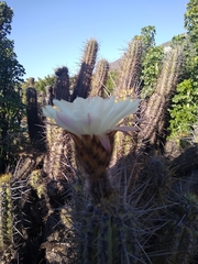 Trichocereus deserticola