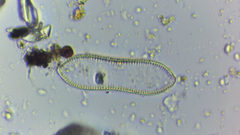 Surirella librile