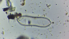 Surirella librile