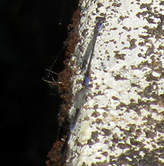 Aciagrion approximans