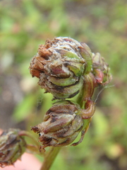 Artemisia arctica