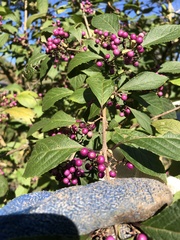 Callicarpa