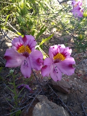 Alstroemeria