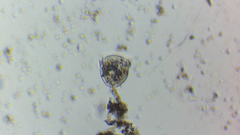 Sessilida