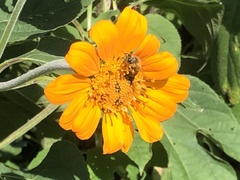 Tithonia
