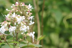 Clerodendrum infortunatum