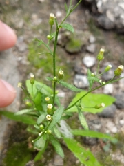Erigeron canadensis