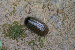 Arthrosphaera