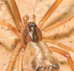 Episinus