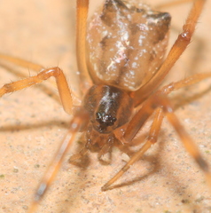 Episinus