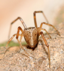 Episinus