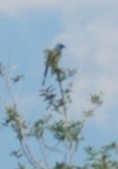 Aphelocoma coerulescens