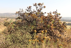 Protea caffra caffra