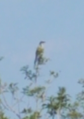 Aphelocoma coerulescens