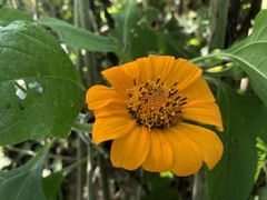 Tithonia