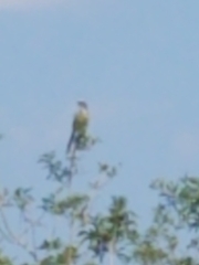 Aphelocoma coerulescens