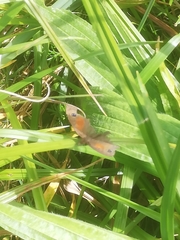 Cassionympha cassius