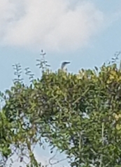 Aphelocoma coerulescens