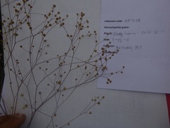 Hesperolinon micranthum