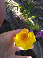 Balbisia peduncularis
