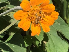 Tithonia