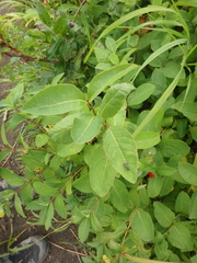 Lonicera chamissoi