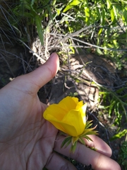Balbisia peduncularis