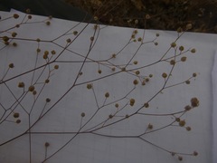 Hesperolinon micranthum