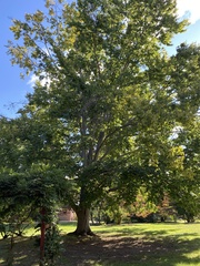 Platanus occidentalis