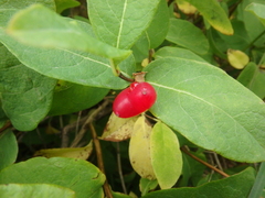 Lonicera chamissoi