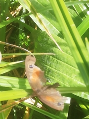 Cassionympha cassius