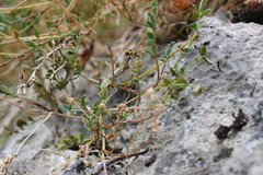 Hippocrepis comosa